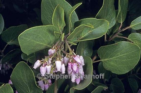 arctostaphylos patula 2 graphic